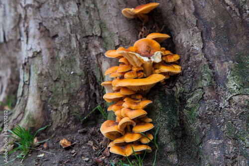 Yellow mushrooms grow from a tree.
