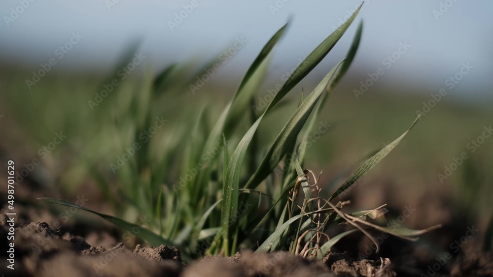 green wheat lifestyle sprouts on early spring field. farming wheat green field agribusiness concept. walk in a large wheat field. agriculture young crop of green wheat in spring on field landscape green wheat lifestyle sprouts on early spring field. farming wheat green field agribusiness concept. walk in a large wheat field. agriculture young crop of green wheat in spring on field landscape