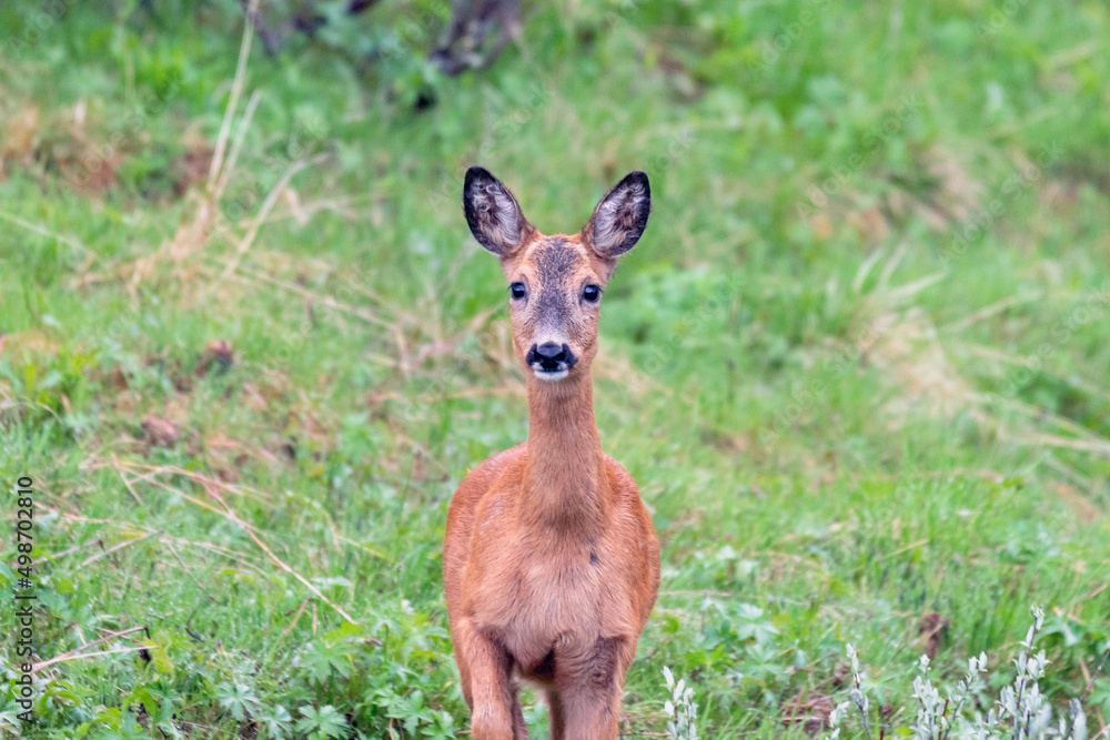 Wildlife portrait of western roe deer capreolus capreolus outdoors in nature. Wildlife portrait of western roe deer capreolus capreolus outdoors in nature.