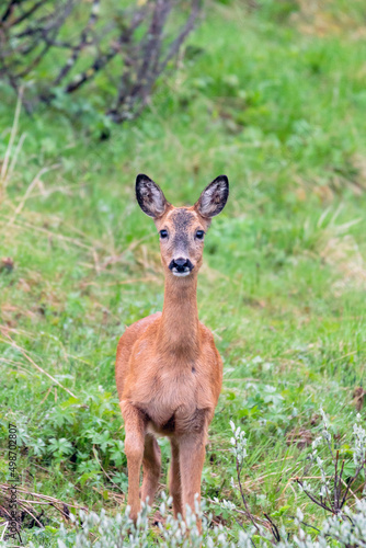Wildlife portrait of western roe deer capreolus capreolus outdoors in nature.