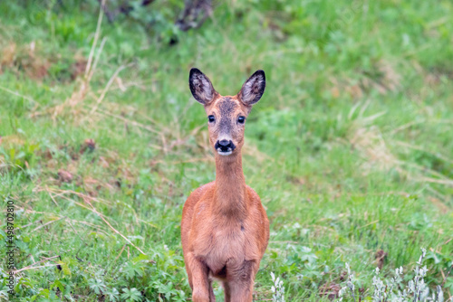 Wildlife portrait of western roe deer capreolus capreolus outdoors in nature. © Jon Anders Wiken