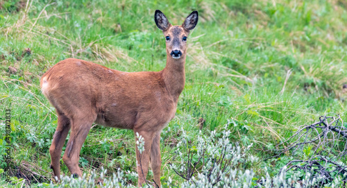 Wildlife portrait of western roe deer capreolus capreolus outdoors in nature.