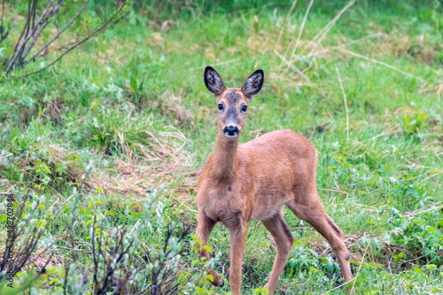 Fototapeta Naklejka Na Ścianę i Meble -  Wildlife portrait of western roe deer capreolus capreolus outdoors in nature.