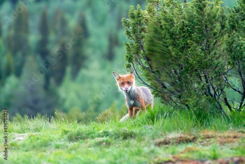 Wildlife portrait of red fox vulpes vulpes outdoors in nature. Predator and wilderness concept. © Jon Anders Wiken