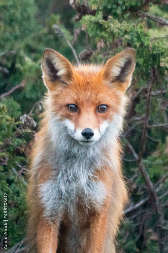 Fototapeta premium Wildlife portrait of red fox vulpes vulpes outdoors in nature. Predator and wilderness concept.