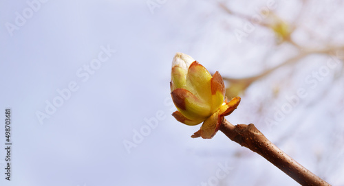 Large chestnut buds. Sunny day. natural light. Beautiful spring landscape.