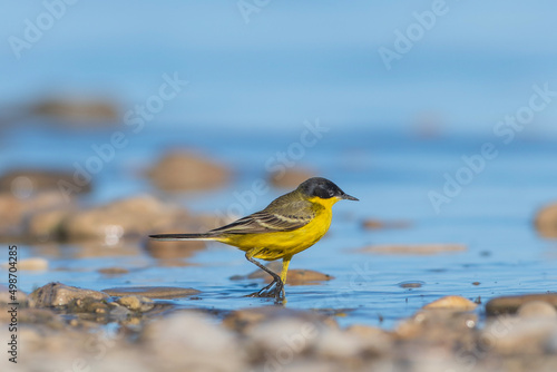 yellow bird on the beach © Gianpiero