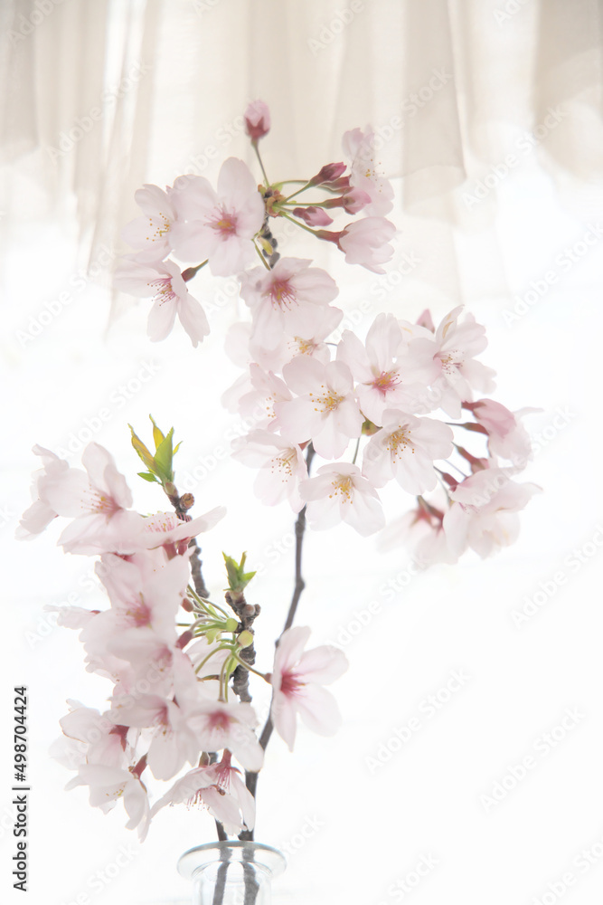 明るい桜の花とレースの壁紙縦方向
