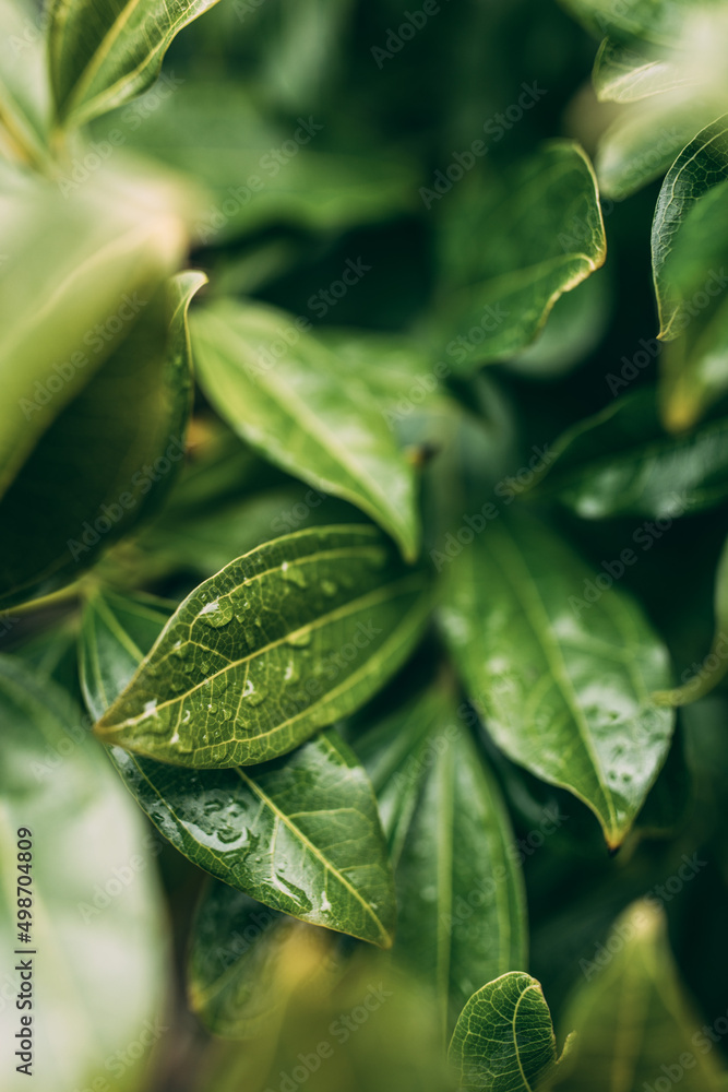 Obraz premium Closeup shot of green leaves with dewdrops