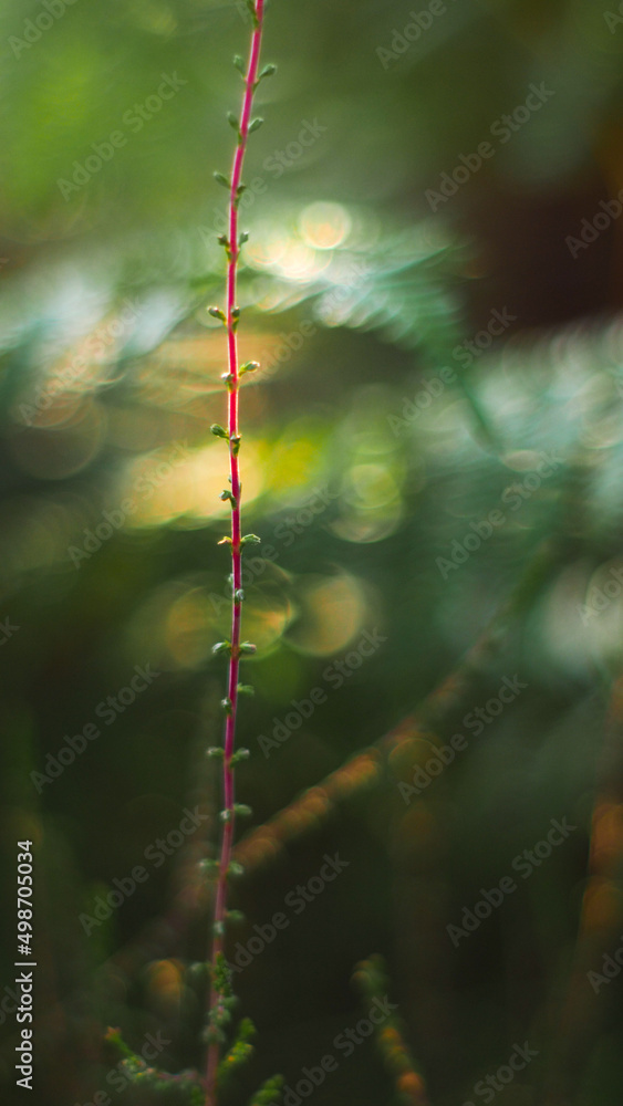 Macro de bruyères dans la forêt des Landes de Gascogne, sur un fond verdoyant