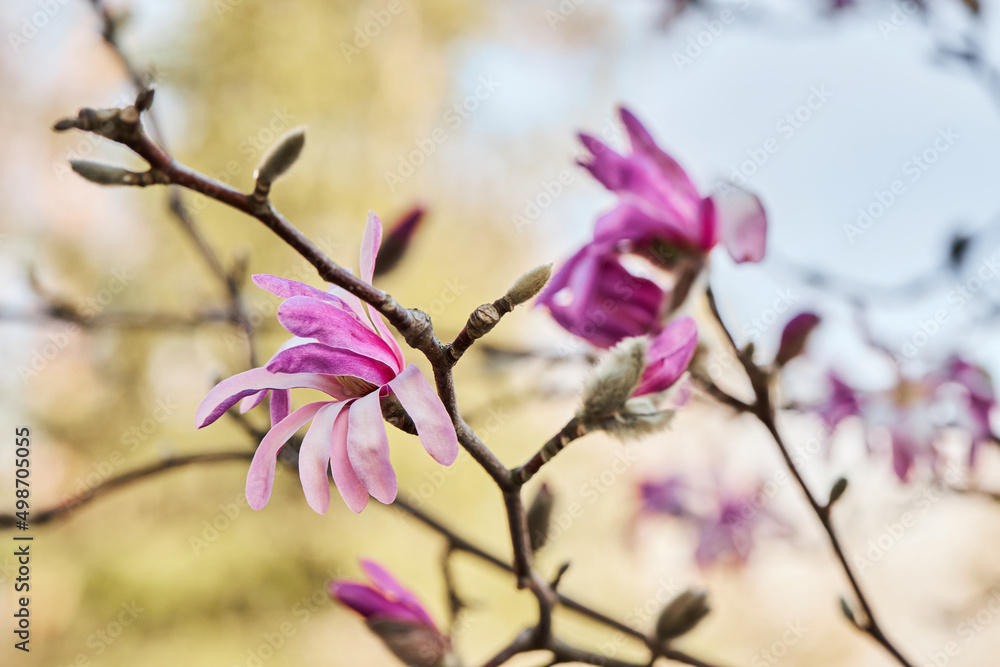 Branches of a pink Loebner Magnolia (Leonard Messel, Magnolia loebneri) in bloom. Branches of a pink Loebner Magnolia (Leonard Messel, Magnolia loebneri) in bloom.