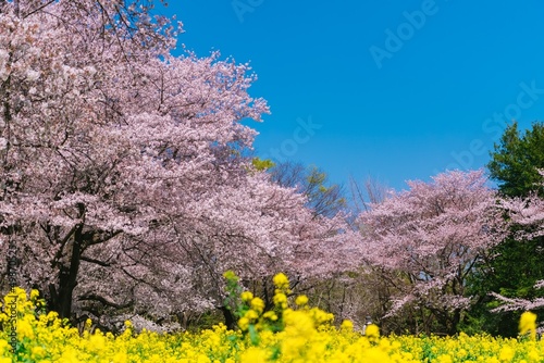 blooming tree in spring