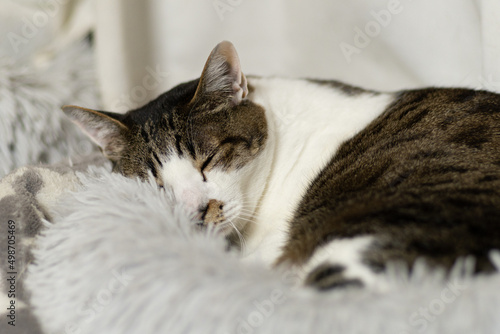眠る猫 キジトラ白