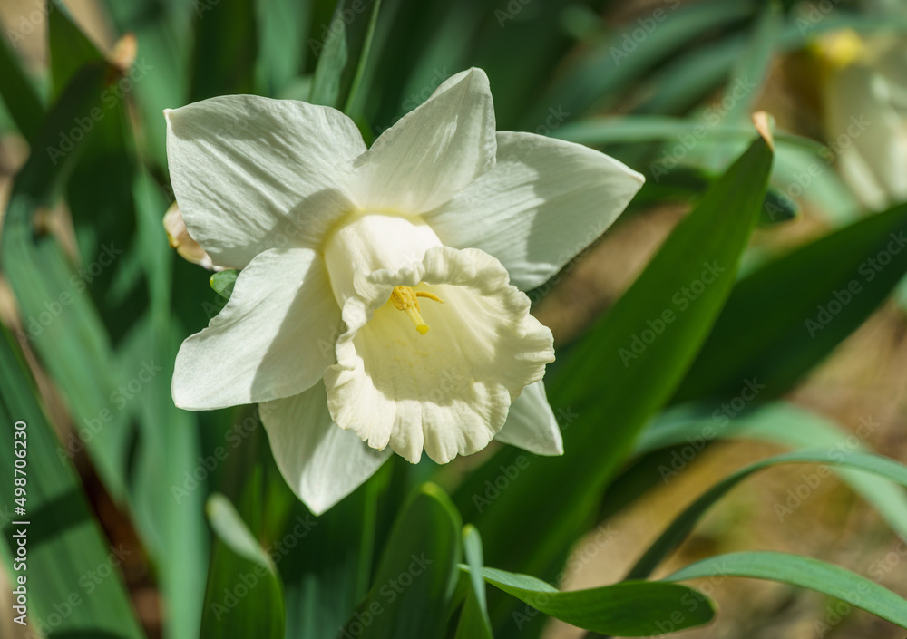 Obraz premium Close-up of beautiful Trumpet Narcissus Daffodil Mount Hood. Snow-white daffodil flower on green leaves background. Springtime landscape, fresh wallpaper, nature concept