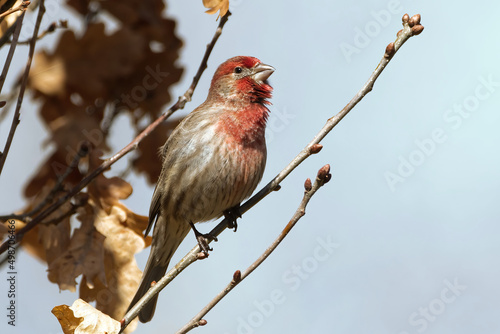 House Finch Perched in a tree. Captured in Richmond Hill, Ontario, Canada. © Leena