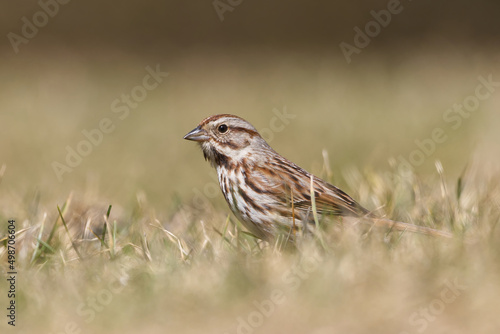 Song Sparrow in a Field. Captured in Richmond Hill, Ontario, Canada.