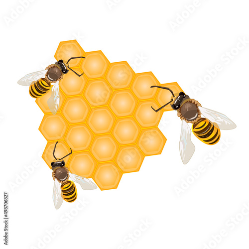 Bee on honeycomb isolated on the white background. Working bees making honey and propolis. Hexagon natural honey struct. Label for sweet honey products. Stock vector illustration