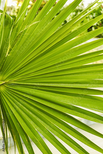 Green leaf of Washington palm close up. Summer tropical background