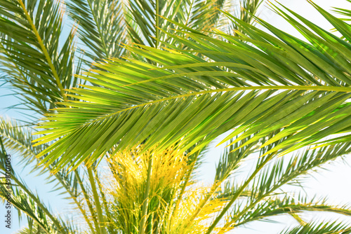 Bright green palm leaves against sunny blue sky  coconut tree. Summer tropical exotic background