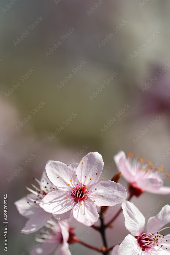 Piękny kolorowy wiosenny kwiat na kwitnący na drzewie owocowym. - obrazy, fototapety, plakaty 