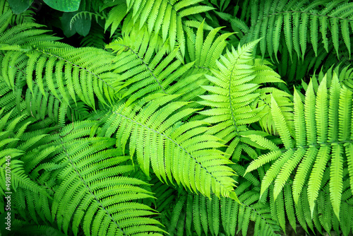 Beautiful ferns leaves. Green foliage natural of fern. Beautiful background natural ferns pattern.