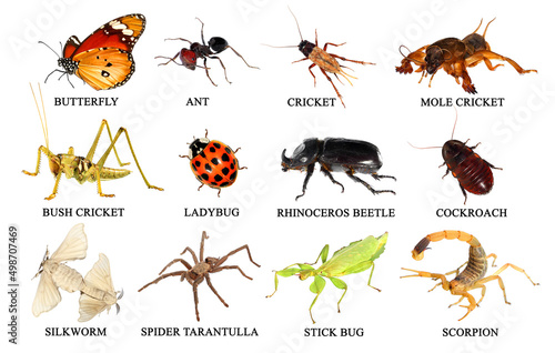 Pet insects. Collection. Isolated on a white background © Alexey Protasov