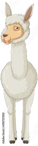 An alpaca on white background