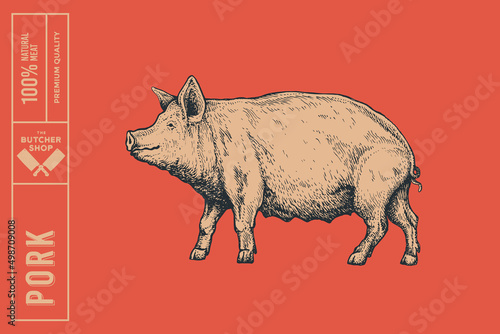 Hand-drawn pig on a red background. Advertising of meat products and farms. Can be used for grocery stores, markets, and packaging. Vector illustration.