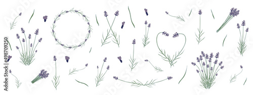 Lavender flowers bundle. Set of hand drawn lavender vector flat elements isolated on white background