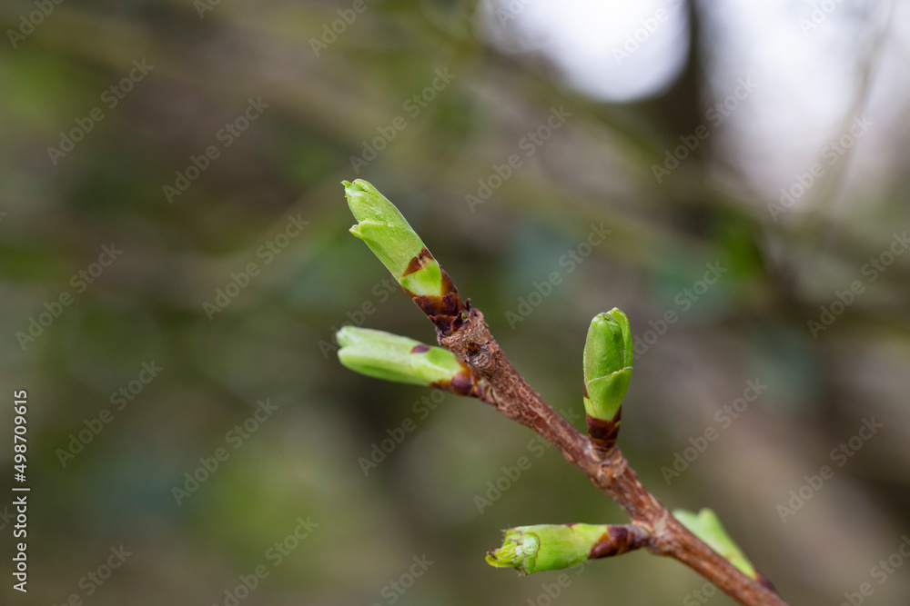 pring background thin spring twigs with young fresh tree buds pring background thin spring twigs with young fresh tree buds