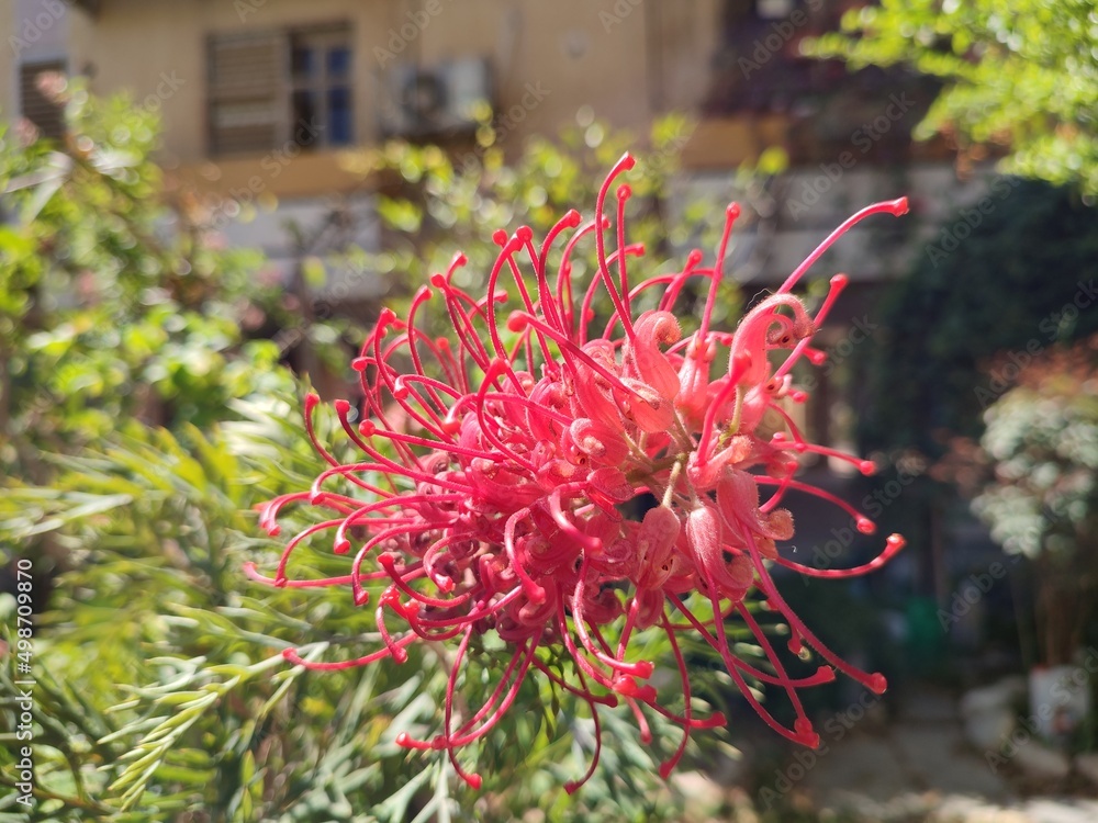 flower of a cactus flower of a cactus