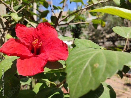 red hibiscus flower