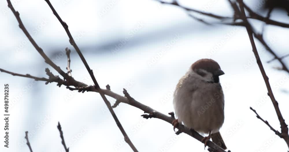 Sparrow Perched On Leafless Tree Branch Swaying With The Wind, Flies Away. close up Sparrow Perched On Leafless Tree Branch Swaying With The Wind, Flies Away. close up