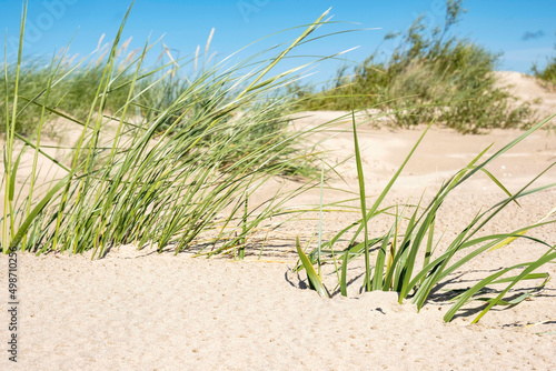 View of dunes and grass © GintsBerzins