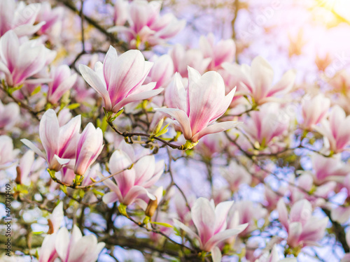 Branch magnolia pink blooming tree flowers in soft light. Purple tender blossom Magnoliaceae soulangeana in sunny spring day in garden Spring time Natural floral background. Botanical garden concept © olenap