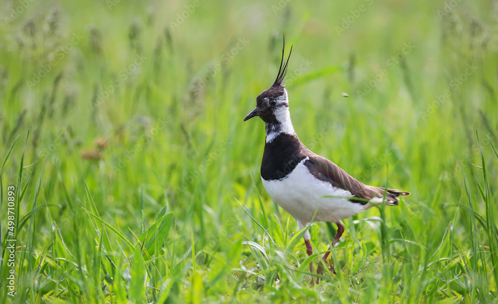 Lapwing on the banks of the Pripyat River Lapwing on the banks of the Pripyat River