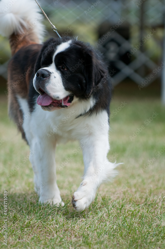 Saint Bernard walking and looking to the side
