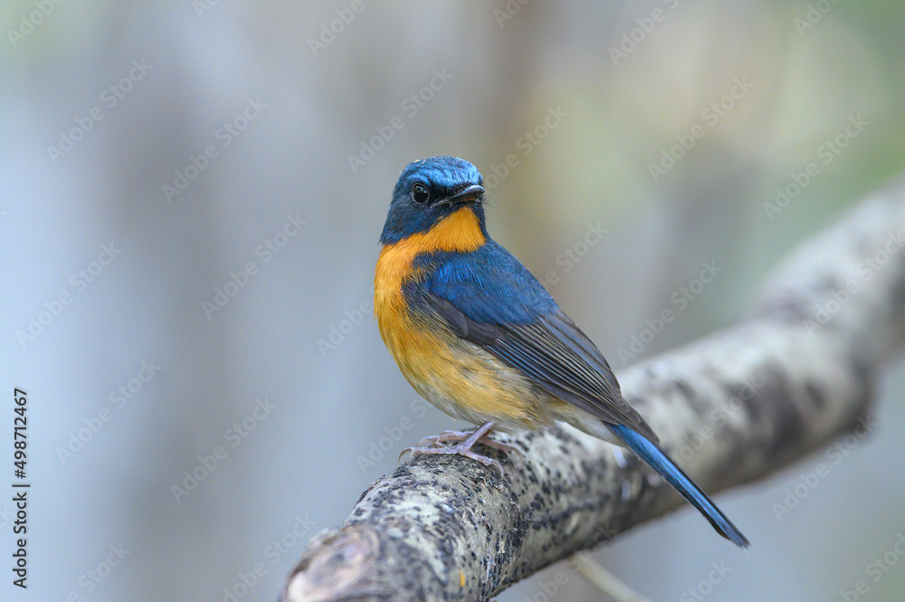 Obraz premium Hill Blue Flycatcher , A bird with a blue back and an orange belly.