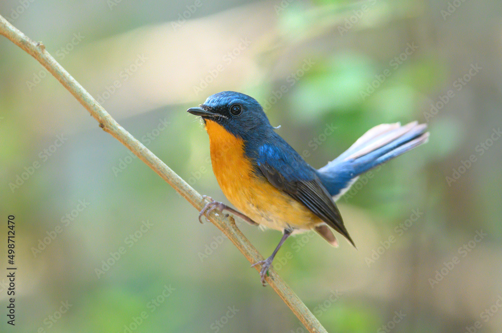 Hill Blue Flycatcher , A bird with a blue back and an orange belly. Hill Blue Flycatcher , A bird with a blue back and an orange belly.