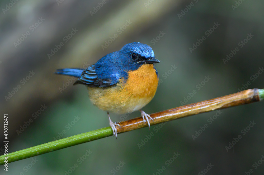 Hill Blue Flycatcher , A bird with a blue back and an orange belly.