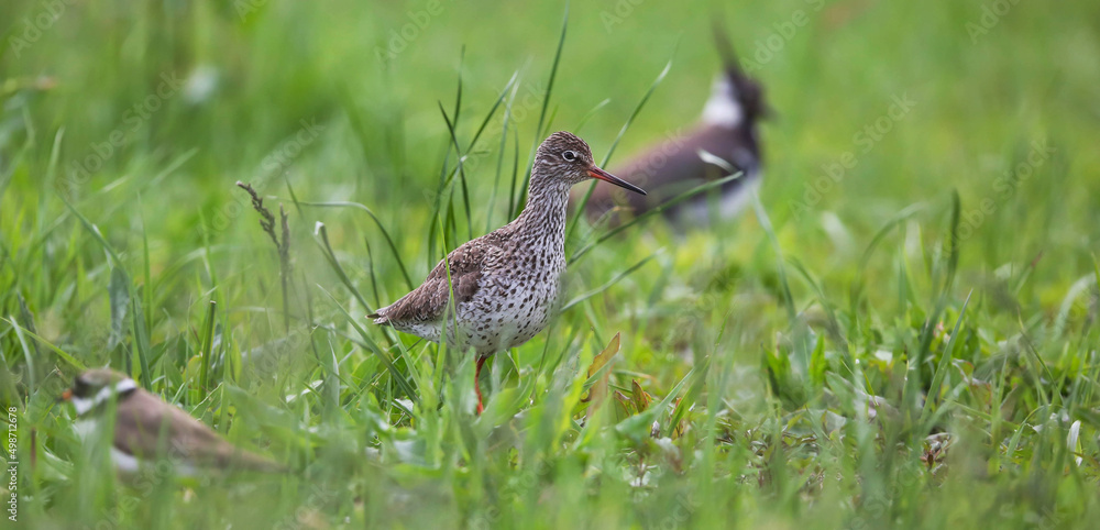 Redshank on a meadow on the banks of the Pripyat River Redshank on a meadow on the banks of the Pripyat River