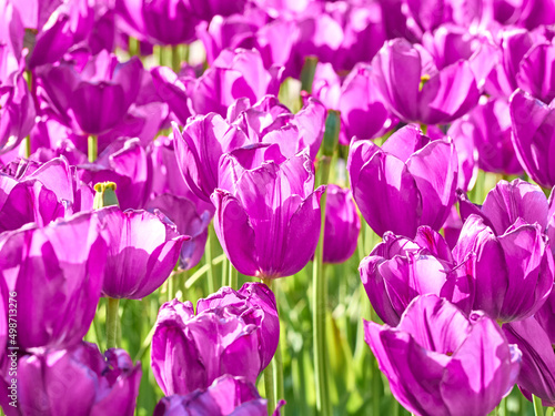Fototapeta Naklejka Na Ścianę i Meble -  Dark purple tulips in bright sunlight in the garden.