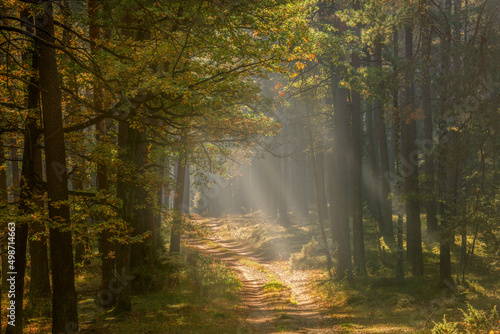 Jesienny las © Janusz Lipiński