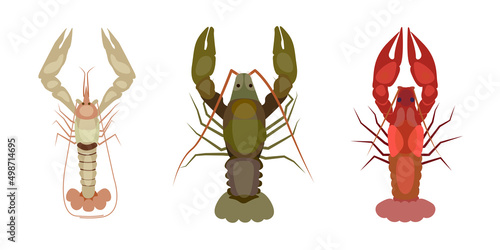 Set of river crayfish on white background. Vector illustration of white, green and red crayfish in cartoon style.