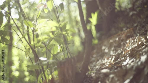 A forest that creates the shade of the scorching sunlight (3)