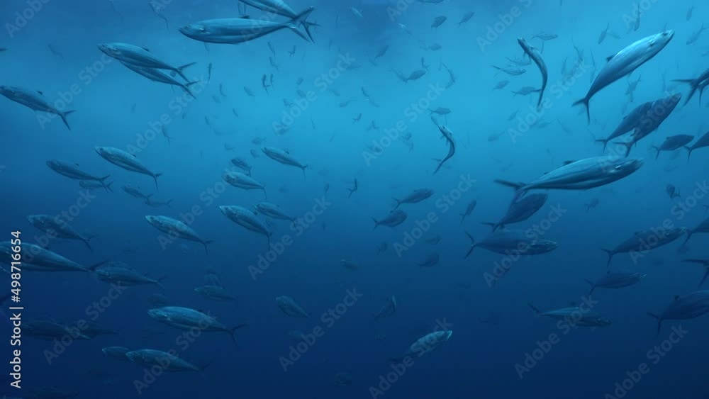 Trevally fish swimming at camera below water surface with big waves Trevally fish swimming at camera below water surface with big waves