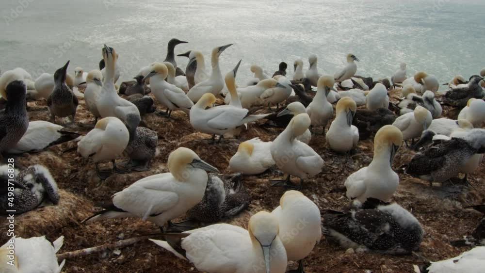 Gannet bird colony on ocean coastline, static close up view
