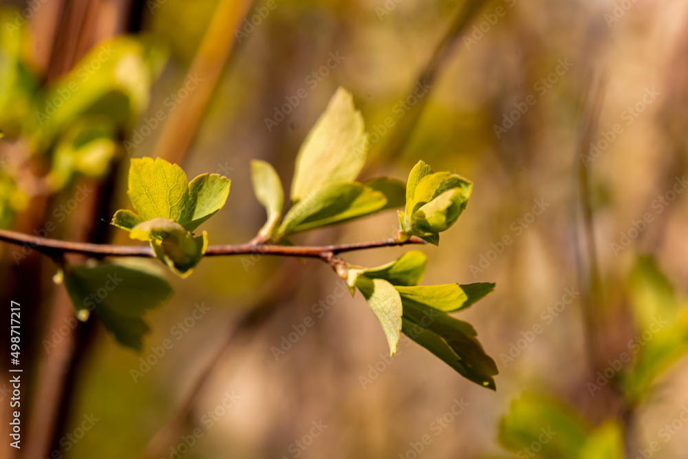 green blossoming leaves on the background of Blooming yellow forsythia. Bright natural background. green blossoming leaves on the background of Blooming yellow forsythia. Bright natural background.