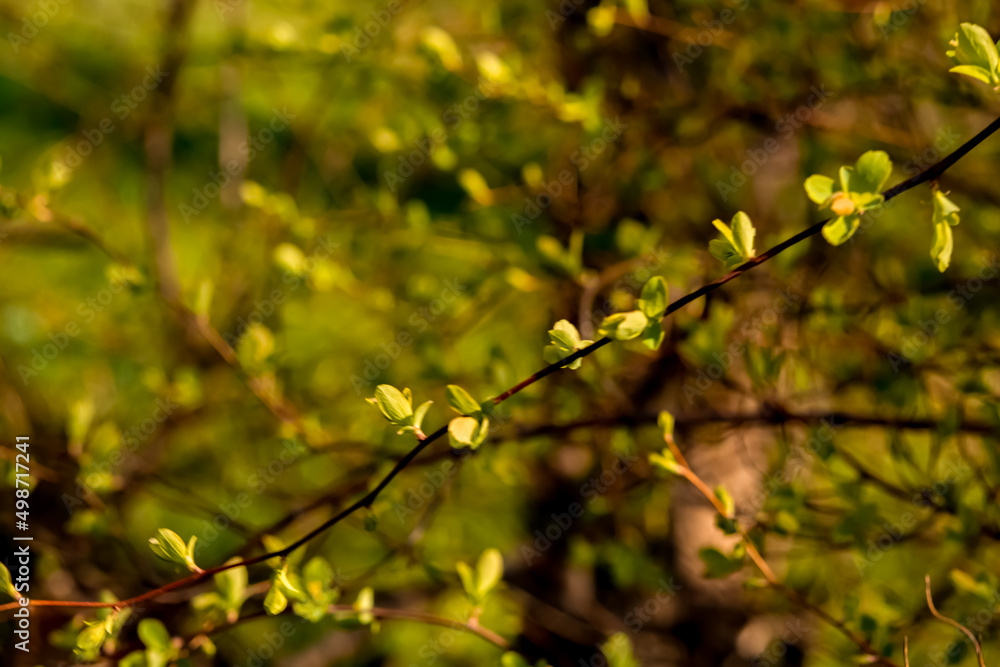 green blossoming leaves on the background of Blooming yellow forsythia. Bright natural background. green blossoming leaves on the background of Blooming yellow forsythia. Bright natural background.