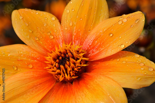 Dahlia Rain